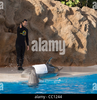 Loro Parque, Tenerife's prime wildlife-zoo attraction. Dolphin trainer shows how to save beached dolphin keeping wet towel. Stock Photo