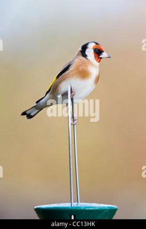 Goldfinch perched on top of bird feeder Stock Photo