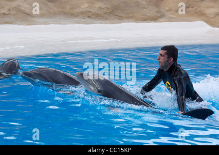 Loro Parque, Tenerife's prime wildlife-zoo attraction. The Dolphin Show.