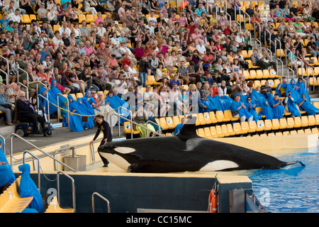 Loro Parque, Tenerife's prime wildlife-zoo attraction. Crowds at the Orca killer whale show. Stock Photo