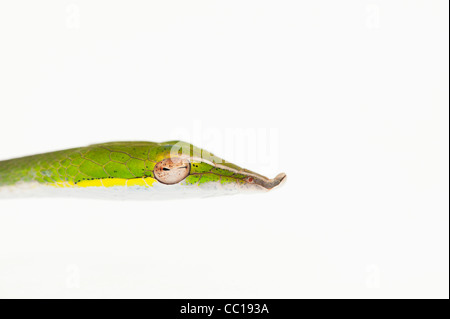 Ahaetulla nasuta . Juvenile Green vine snake on white background