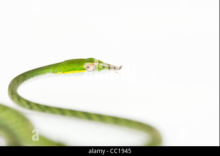 Ahaetulla nasuta . Juvenile Green vine snake on white background