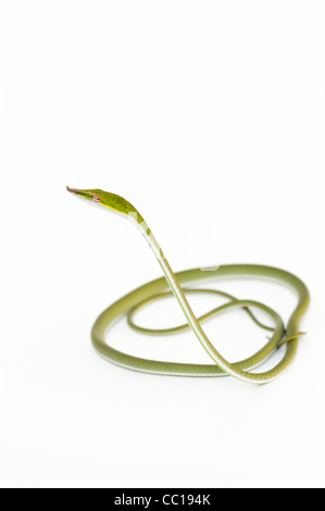 Ahaetulla nasuta . Juvenile Green vine snake on white background