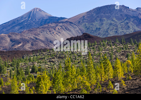 View from the Samara volcano footpaths, approach to Mount Teide, Tenerife. View of Teide with Canary pines. Stock Photo