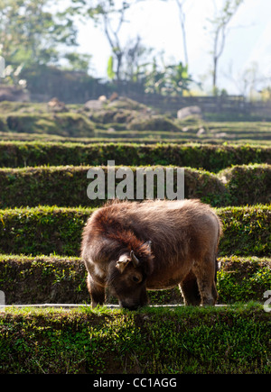Young domestic Asian water buffalo (Bubalus bubalis) standing in a terraced paddy field Stock Photo