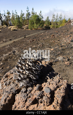 The Samara volcano footpaths, approach to Mount Teide, Tenerife. Cone from the pines on lava rock. Stock Photo