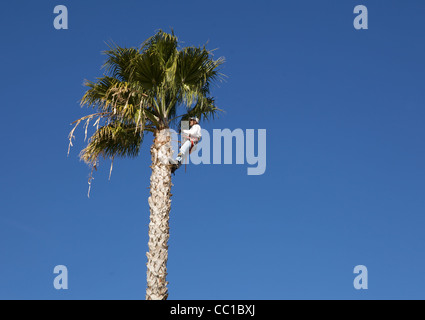 Tree Trimmer on a Palm tree Stock Photo