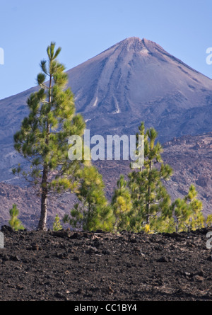 Mount Teide, Tenerife. With Canary pines. Stock Photo