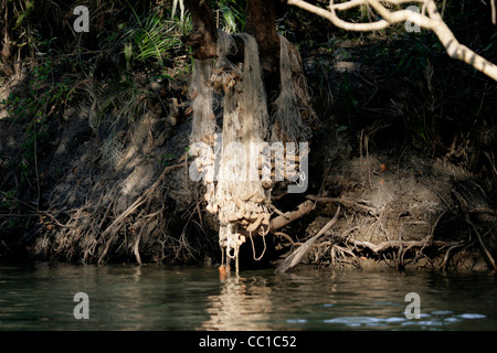 Fishing nets on Kafubu River, Democratic Republic of Congo Stock Photo