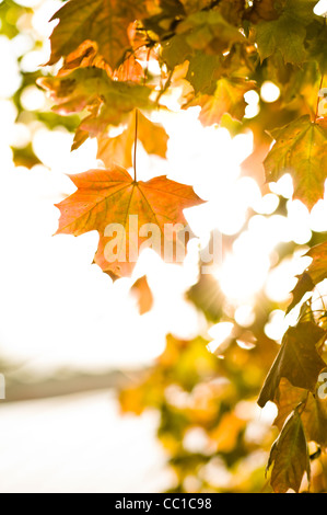 Maple leafs in the autumn sun bright glowing during afternoon Stock Photo
