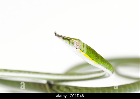 Ahaetulla nasuta . Juvenile Green vine snake on white background