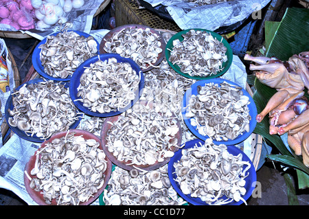 mushrooms for sale on market , Vientiane , Laos Stock Photo