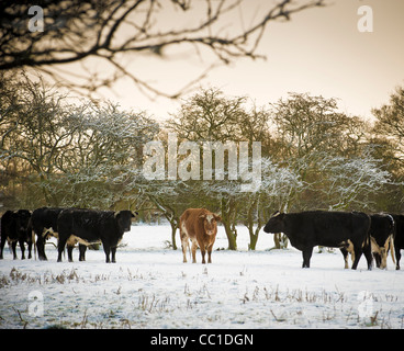 A small group of black and white cows with one light brown cow in the centre, standing in a snow covered field Stock Photo