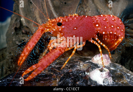 Scarlet Reef Lobster, Enoplometopus occidentalis, Hawaii Stock Photo