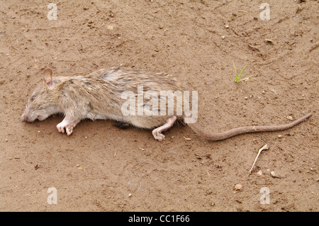 High Angle View of dead rat lying on the ground Stock Photo