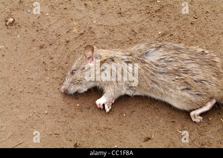 High Angle View of dead rat lying on the ground Stock Photo