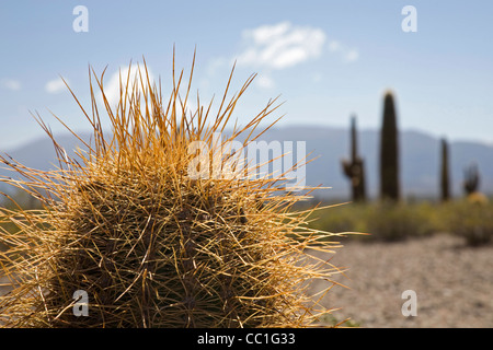 Argentine Giant (Echinopsis candicans) cactus in Los Cardones National Park, Salta Province, Argentina Stock Photo