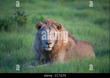 Picture of male lion in green grass in Botswana.