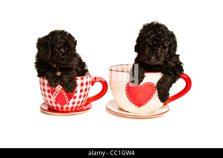 Black Toy Poodles Puppies in Teacups with Hearts Stock Photo