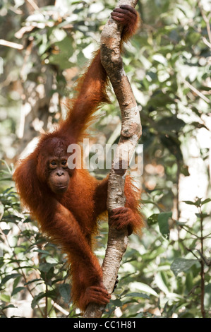 A wild but habituated juvenile orangutan on a tree trunk, Camp Leakey, Tanjung Puting National Park, Kalimantan Tengah, Borneo. Stock Photo