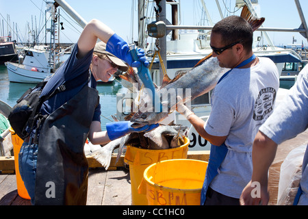 Scientist scan White Sea Bass landed at  Santa Barbara harbour as part of the Ocean Resources Enhancement Hatchery Program