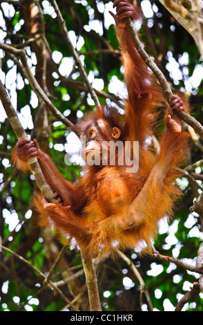 A wild, habituated juvenile orangutan showing strength and flexibility holding on to creepers in the Borneo rainforest. Stock Photo