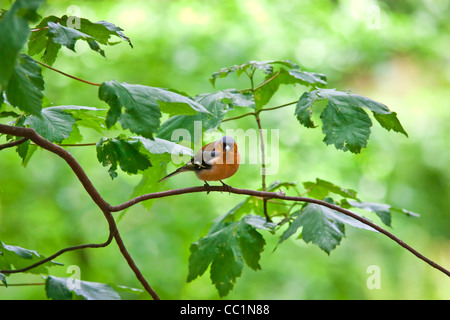 A Robin sat in a tree Stock Photo