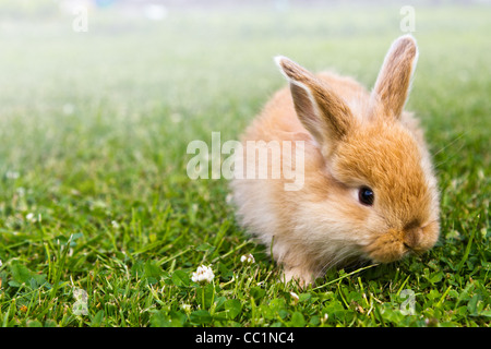 Baby gold rabbit in grass Stock Photo