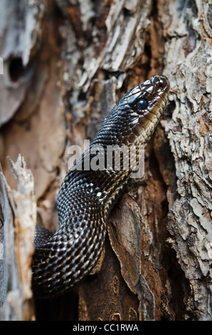 Black Pine Snake (Pituophis melanole Ucus lodingi), Captive. Southern USA Stock Photo