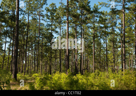 Remaining 3% of the Longleaf Pine Forest (Pinus palustris), Telfair County, Georgia, USA Stock Photo