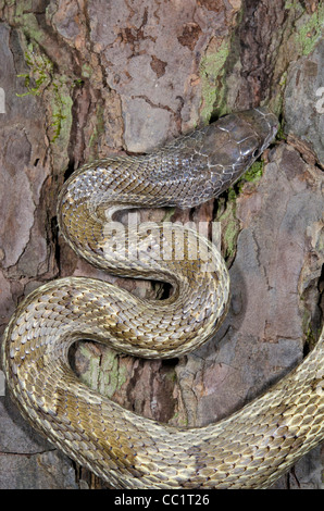 Yellow Rat Snake (Elaphe obsoleta quadrivittata), Captive. The Orianne Indigo Snake Preserve, Telfair County, Georgia, USA Stock Photo