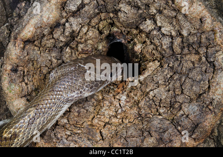 Yellow Rat Snake (Elaphe obsoleta quadrivittata), Captive. The Orianne Indigo Snake Preserve, Telfair County, Georgia, USA Stock Photo