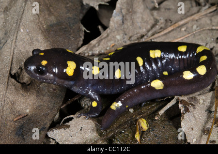 Spotted Salamander (Ambystoma maculatum), Captive. The Orianne Indigo Snake Preserve, Telfair County, Georgia, USA Stock Photo