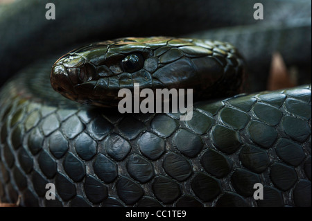 Eastern Indigo Snake (Drymarchon couperi), Captive. The Orianne Indigo Snake Preserve, Telfair County, Georgia, USA Stock Photo