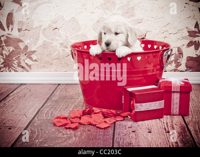 Golden Retriever sitting in a bucket with paws over the edge looking  for trouble to get into Stock Photo