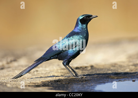Burchell's starling (Lamprotornis australis), Sabi-sand nature reserve, South Africa Stock Photo