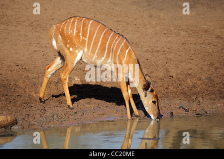Female Nyala antelope (Tragelaphus angasii) drinking water, Mkuze game reserve, South Africa Stock Photo