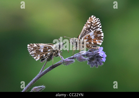 Two grizzled skipper butterflies at rest facing each other UK Stock Photo
