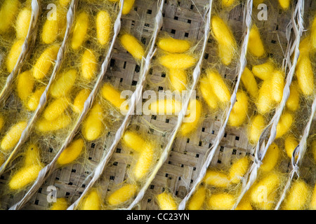 The yellow cocoons of farmed silkworms, ready for harvesting. Surin, Surin, Thailand Stock Photo
