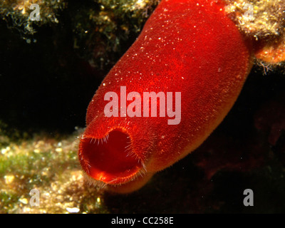 red halocynthia papillosa Stock Photo