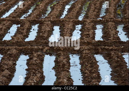 Ploughed field for Sunflower crop with water filled irrigation channels in the Indian countryside. Andhra Pradesh, India Stock Photo