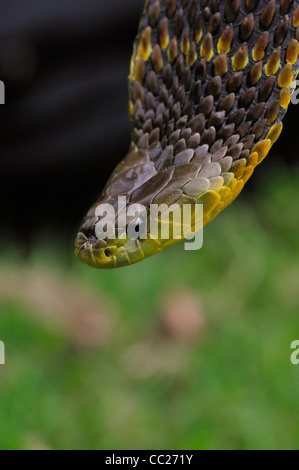Tiger snake Notechis scutatus, Australia Stock Photo