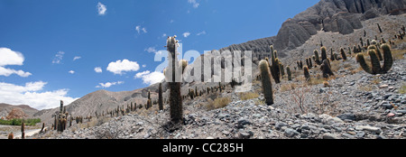Argentine Giant Cereus (Echinopsis candicans) cacti in the Quebrada del Toro, Salta Province, Argentina Stock Photo