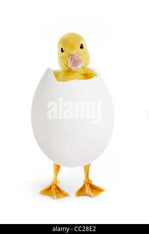 Little easter duckling coming out of a white egg Stock Photo