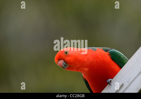 Australian King Parrot - Alisterus scapularis Stock Photo