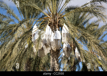 Date palm, Tunisia. Stock Photo