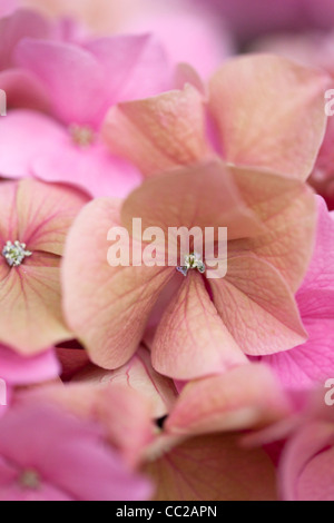 Close up photo of Pink Hortensia Stock Photo - Alamy
