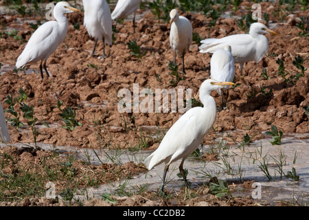 Cattle Egret in farmers freshly watered flooded muddy field in an Oasis town of Egypt. Stock Photo