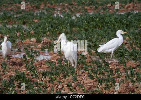 Cattle Egret in farmers freshly watered flooded muddy field in an Oasis town of Egypt. Stock Photo