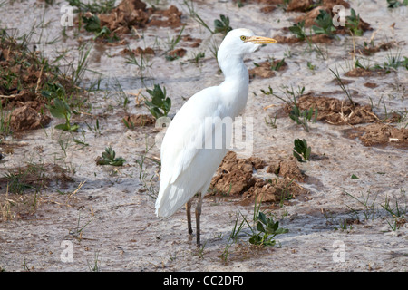 Cattle Egret in farmers freshly watered flooded muddy field in an Oasis town of Egypt. Stock Photo